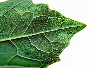 Aufkleber - Detailed Macro View of a Vibrant Green Leaf Showing Intricate Veins and Textural Surface on Bright White Background