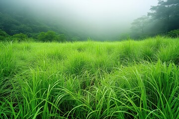 Aufkleber - Lush Green Grass Field Under a Misty Sky on a Sunny Day with Rolling Hills and Agricultural Horizon