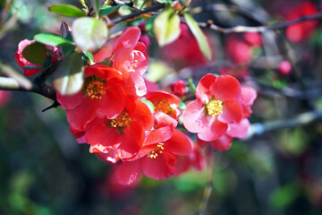 Wall Mural - Chaenomeles speciosa (Sweet) Nakai