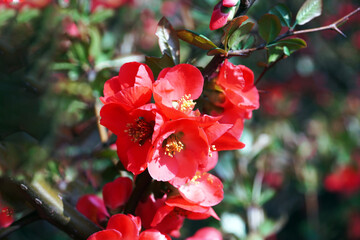 Wall Mural - Chaenomeles speciosa (Sweet) Nakai