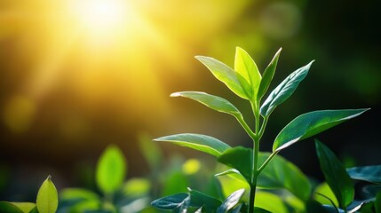 Wall Mural - plant growing sunlight. generative ai