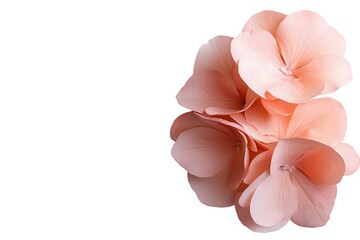 Poster - Delicate coral pink flowers in soft cluster arrangement on white background, isolated floral elements for design projects and romantic compositions.