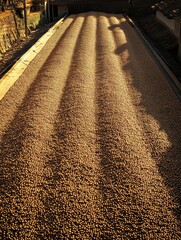 Poster - Golden coffee beans spread across a drying patio under soft sunlight showcasing geometric patterns and textures in the harvest season