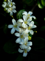 Wall Mural - Pure White Orange Jessamine Blooms in Darkness