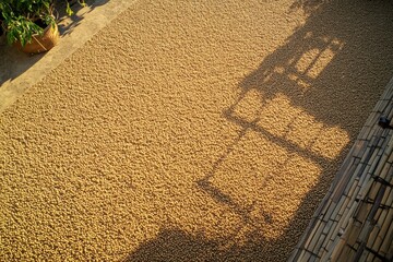 Poster - Golden coffee beans drying on a large patio under soft sunlight, creating intricate geometric patterns