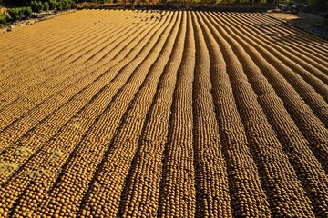 Poster - Golden coffee beans drying on expansive patio under soft sunlight in a geometric pattern