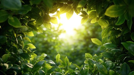 Poster - A Natural Heart-Shaped Frame of Vibrant Green Leaves with a Sunlit Blurred Background of Foliage Creating a Serene and Inviting Atmosphere Perfect for Nature Lovers