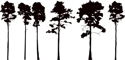 Wall Mural - set of pine tree silhouette, vector