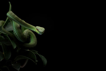 Wall Mural - trimeresurus insularis closeup on branch with isolated background, indonesian viper snake closeup