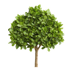 nature conservation concept. lush green tree with vibrant leaves on a black background.