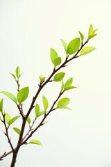 Wall Mural - Isolated branches on white background with subtle hints of sunlight filtering through, organic, white