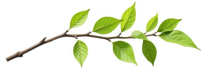 Wall Mural - Isolated branch on white background with intricate details, texture, simplicity