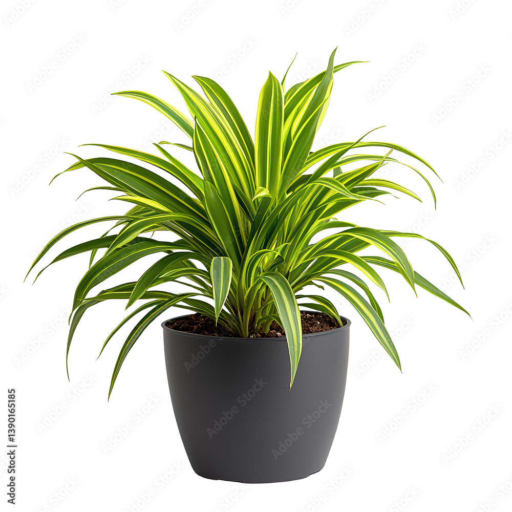 Spider plant png indoor plant png modern spider plant png decorative spider plant  png green spider plant png low maintenance plant png transparent background  image Stock Photo | Adobe Stock