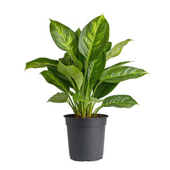 temperate plant png seasonal temperate plant png modern temperate plant png lush temperate plant png