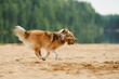 A Collie running energetically across a sandy beach with greenery in the background. The dynamic scene highlights its playful and active demeanor.