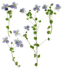 Wall Mural - Set of dried veronica officinalis flowers. Digital herbarium, scrapbooking. Flowers, leaves of veronica officinalis, isolated on a white background. Herbarium.