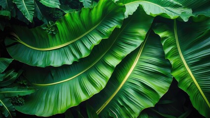 Poster - Tropical banana leaf pattern, large palm foliage nature backdrop