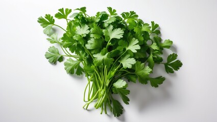 Poster - Isolated bunch of coriander leaves on white background