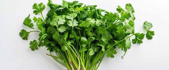 Poster - Fresh coriander leaves piled up on a white background