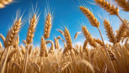 Poster - Luminous ripe cereal crop - reaping