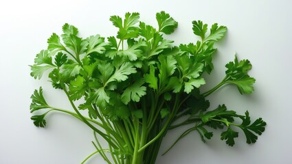 Poster - Coriander leaf bunch isolated against a white backdrop