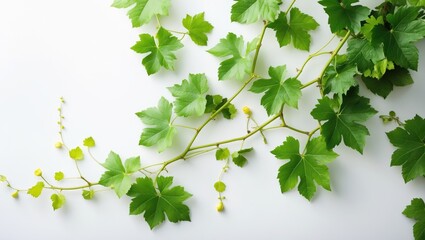 Poster - Branch of grape vine displayed on a white surface