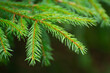 © imartsenyuk - Fir branch with needles close-up. Evergreen trees in the forest in spring. Natural pine background.