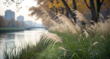 Wall Mural - in the autumn by the riverbank, the soft whispers of the reeds convey a tranquil melancholy.