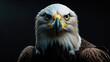 © Rizvan - An intimate view of a sea eagle facing the camera, featuring a dark matte background