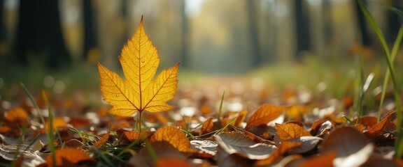Poster - Sunlight filters through an autumn forest illuminating a vibrant yellow maple leaf standing among fallen foliage
