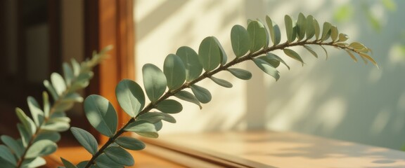 Poster - Sunlight on Zamioculcas Zamiifolia Branch with Green Leaves and Light Texture on Window - Nature's Tranquil Greenery