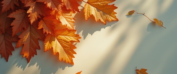 Aufkleber - Warm Fall Leaves on White Background - Autumnal Colors and Soft Shadows