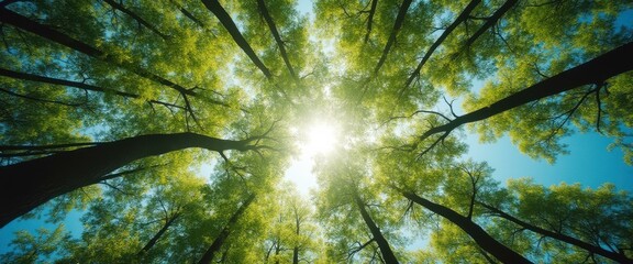 Poster - Tranquil canopy view of tall trees with lush green foliage and radiant sunlight shining through the branches