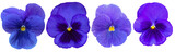 Set of blue pansy flowers isolated on transparent background, for floral design