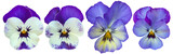 Set of white and purple pansy flowers isolated on transparent background, for floral design