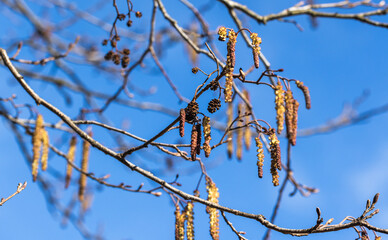 Wall Mural - alder tree branches with hanging catkins