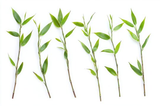 Green 3d rendering bamboo stalks and leaves isolated on white background