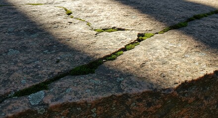 Aufkleber - Moss growing in cracks of a stone surface in sunlit environment