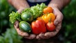 © Giman - Freshly harvested vegetables held in hands