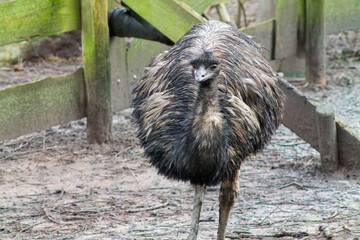 Wet Emu in Muddy Habitat