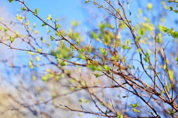 Wall Mural - spring forest, trees and young branches with foliage in the park, abstract background of nature