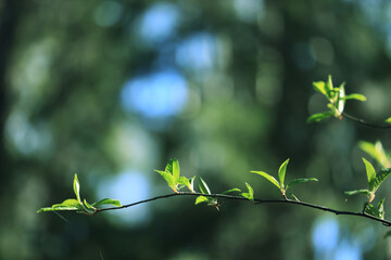 Wall Mural - spring forest, trees and young branches with foliage in the park, abstract background of nature