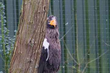 Eagle Behind a Tree