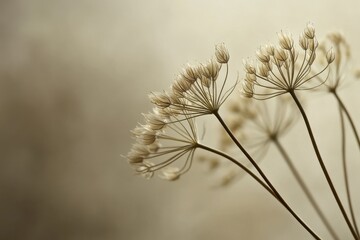 Fototapete - Delicate seed heads of wildflowers swaying gently in soft daylight against a muted background