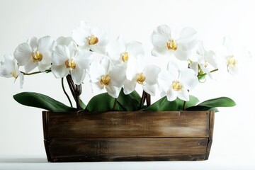 Aufkleber - Elegant arrangement of white orchids in a wooden planter against a light backdrop