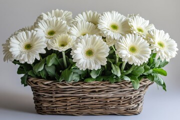 Poster - Beautiful white gerbera daisies arranged in a woven basket for decorative purposes in a soft light setting