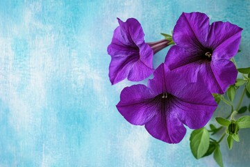 Poster - Beautiful purple petunias blooming against a soft blue background in a serene floral arrangement