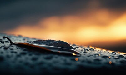 Poster - A single leaf covered in water droplets catches the warm light of the setting sun.