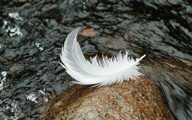 Poster - White Feather on Dark Rock Beside Stream