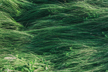 Wall Mural - A field of green grass with a few weeds in it